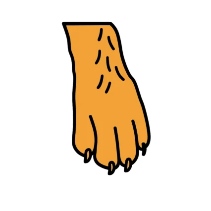 Grooming, teeth, and paw care